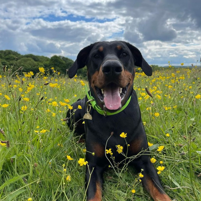 Lime BioThane® Collar