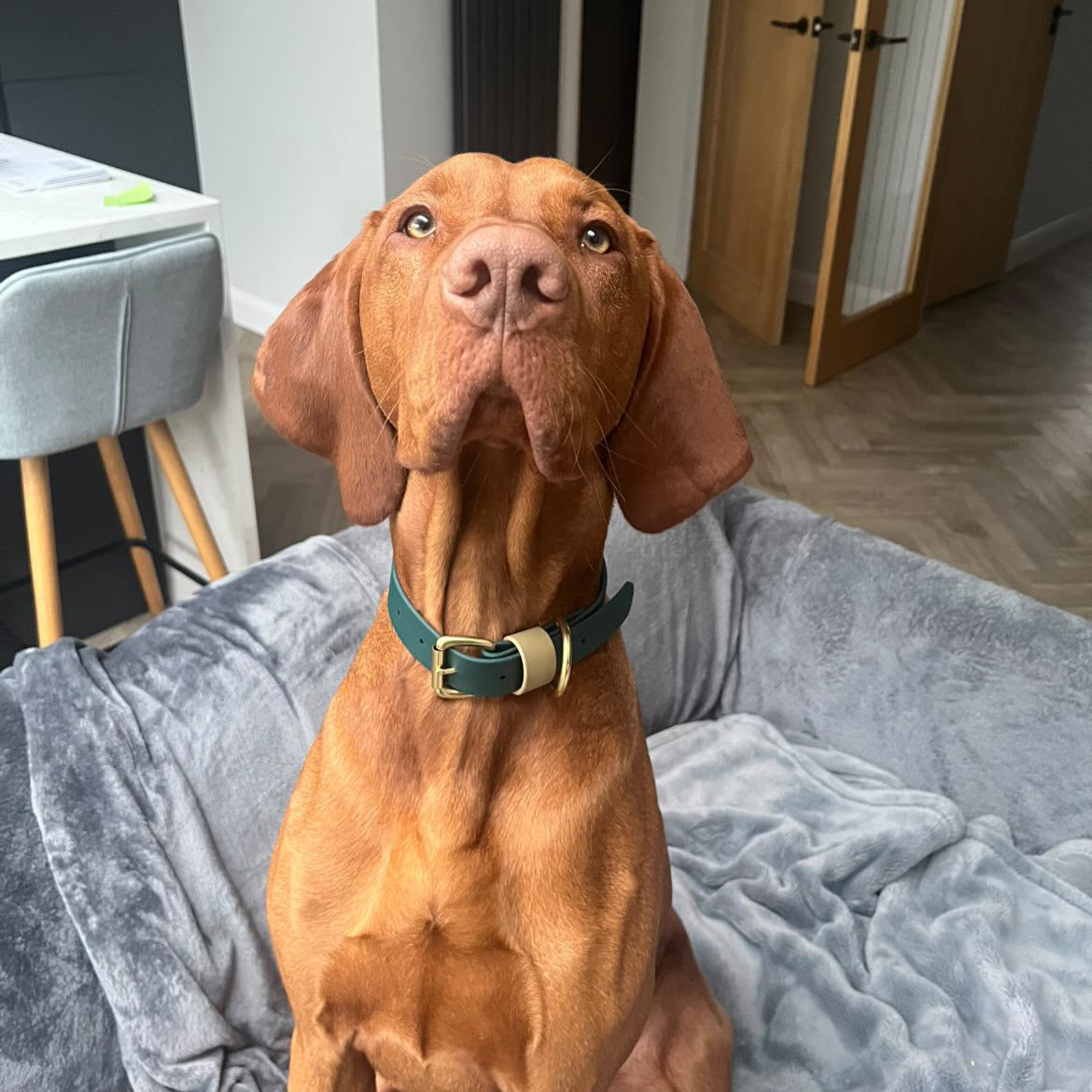 Nugget Colourblock BioThane® Collar