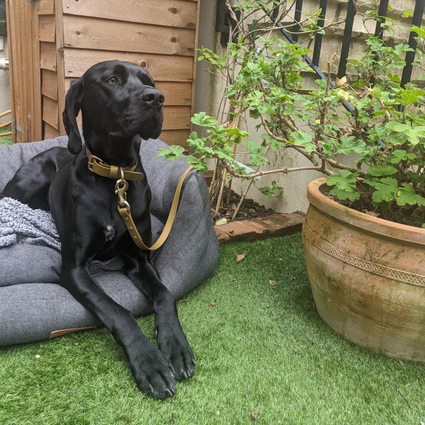 Gold BioThane® Collar