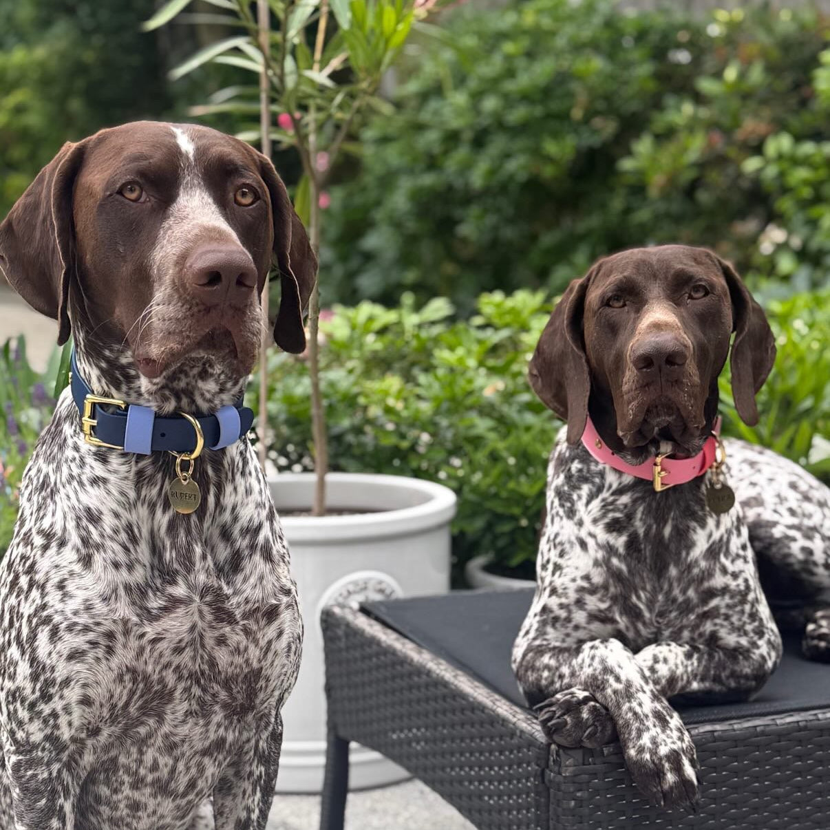 The Pinks BioThane® Hound Style Collar