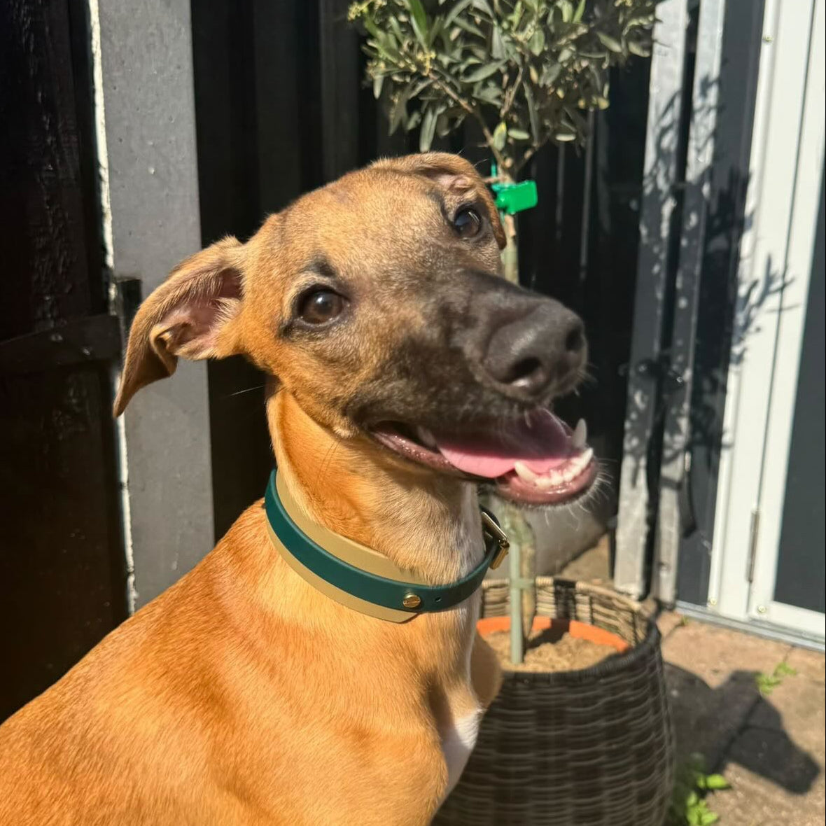 Bambi BioThane® Hound Style Collar