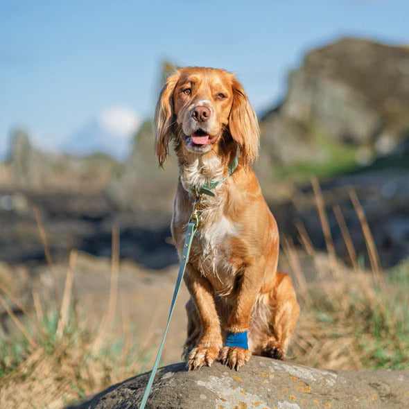 Sage Green BioThane® Collar