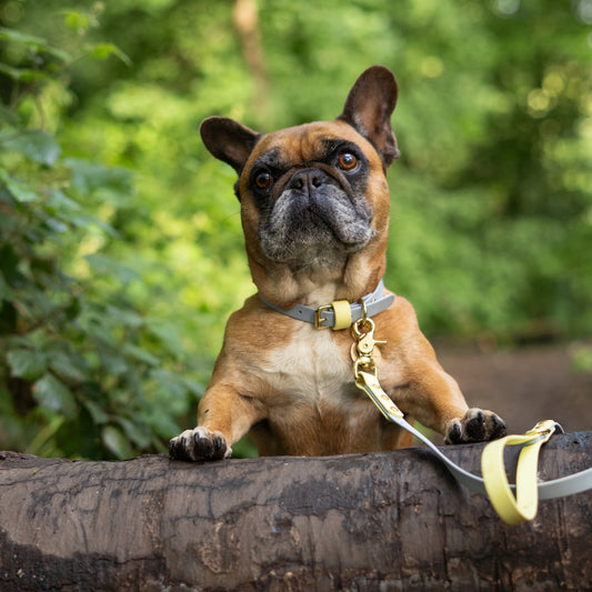 Dumpling Colourband BioThane® Collar