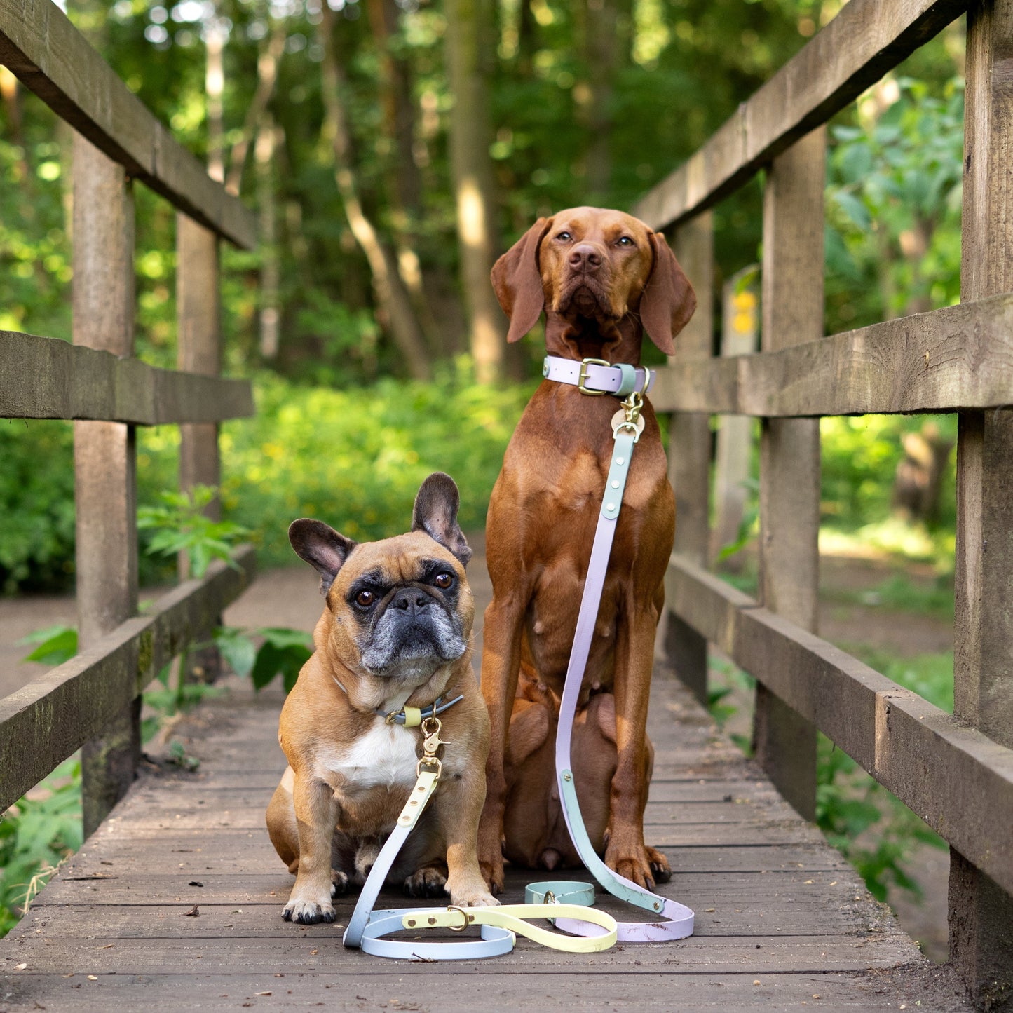 Bunny Colourband BioThane® Collar