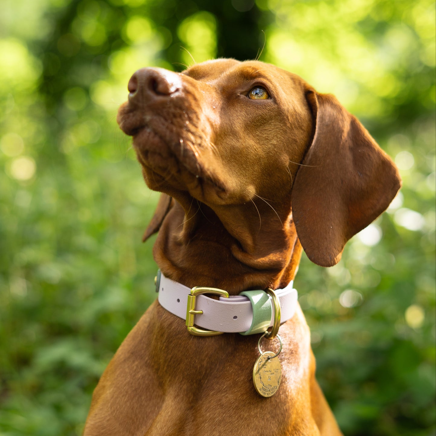 Bunny Colourband BioThane® Collar