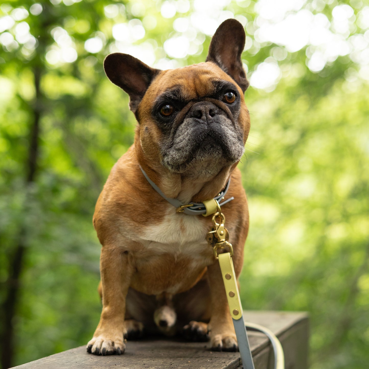 Dumpling Colourband BioThane® Collar