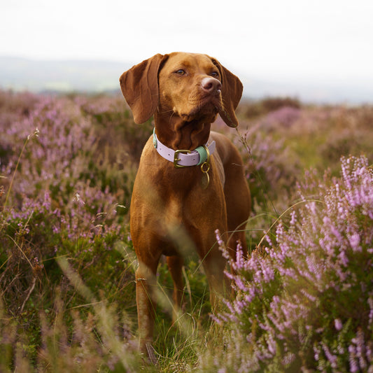 Bunny Colourband BioThane® Collar