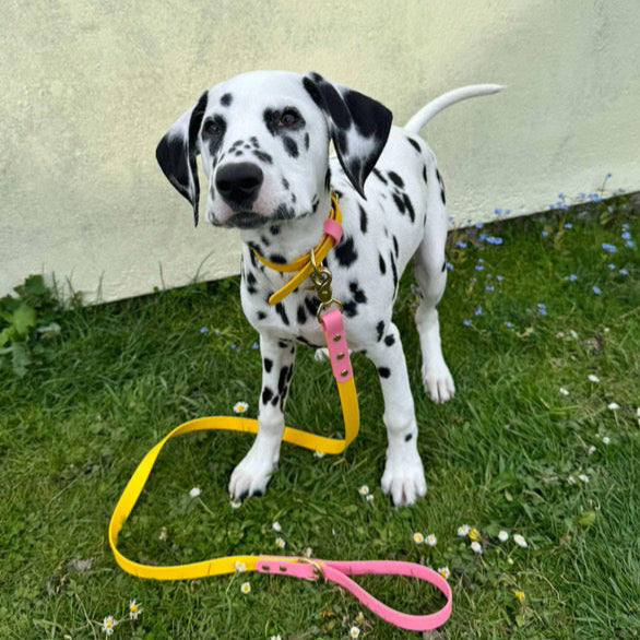 Parker Colourblock BioThane® Collar