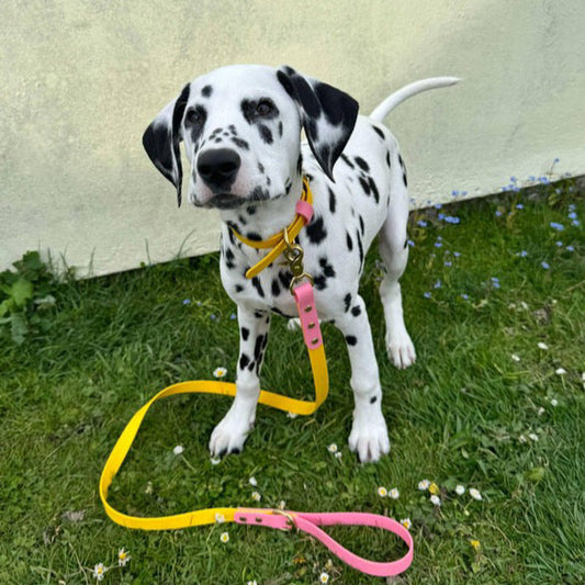 Parker Colourblock BioThane® Collar