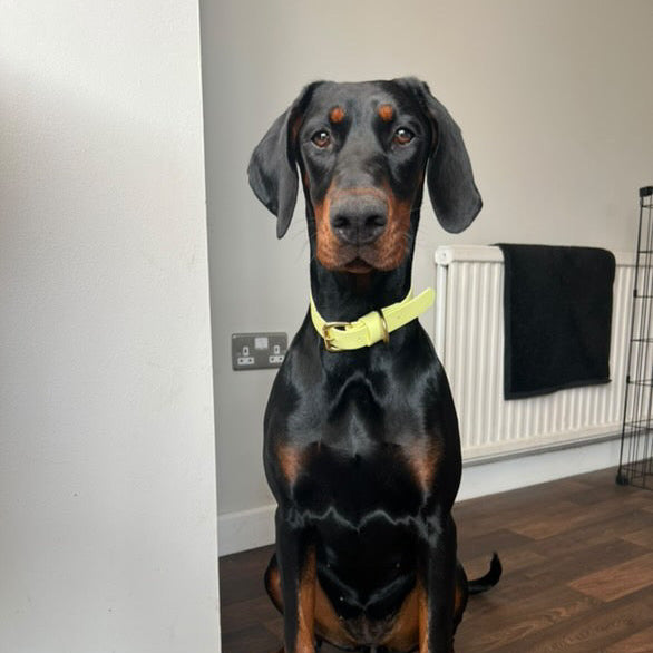 Lemonade BioThane® Collar