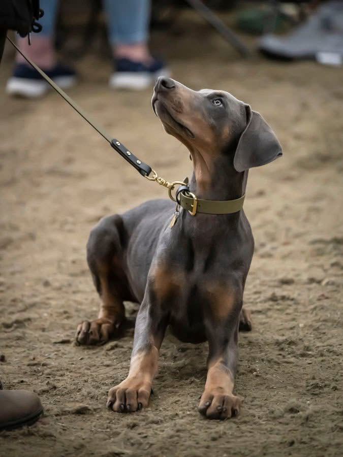 Ray Colourblock BioThane® Collar