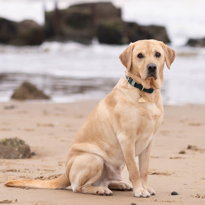 Merlin Colourblock BioThane® Collar