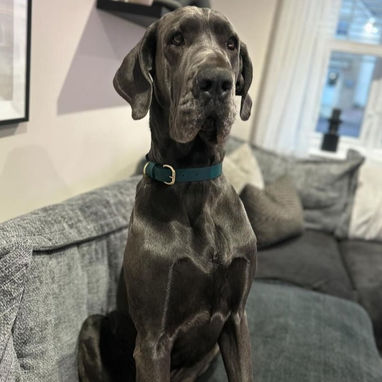 Emerald BioThane® Collar