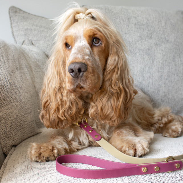 Mavis Crossbody Multiway BioThane® Lead