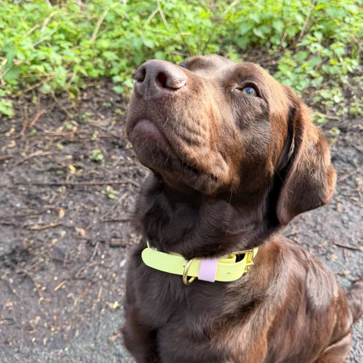 Strawberry Lemonade Colourblock BioThane® Collar
