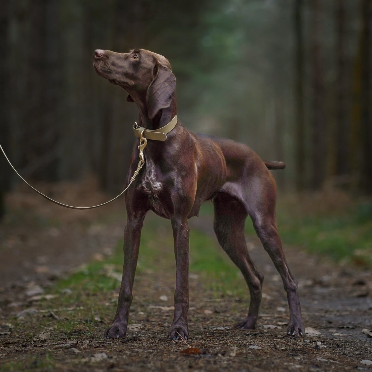 Khaki BioThane® Collar