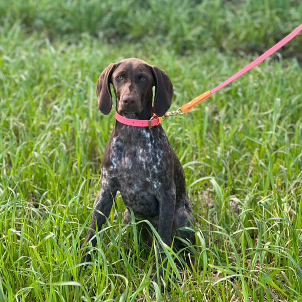 Roo Colourblock BioThane® Collar