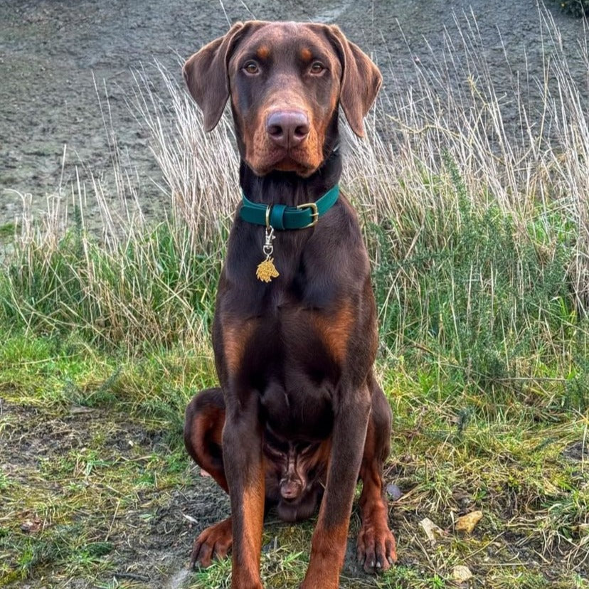 Emerald BioThane® Collar