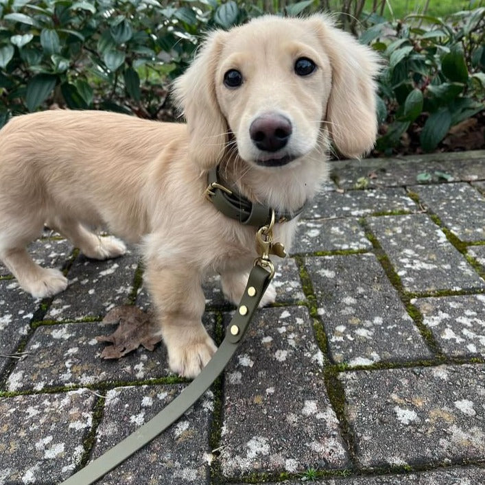 Olive BioThane® Collar