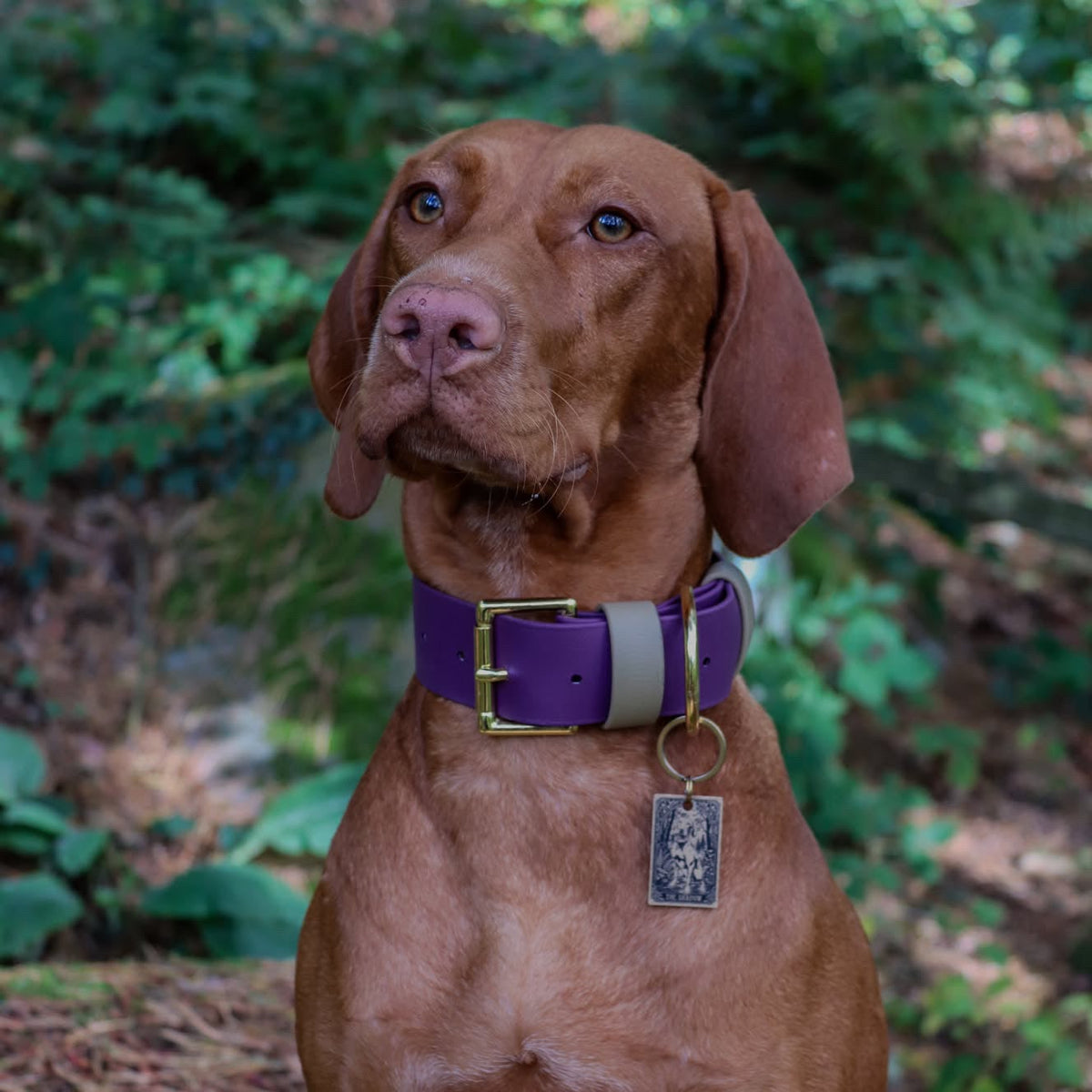 Bramble Wide 38mm BioThane® Collar