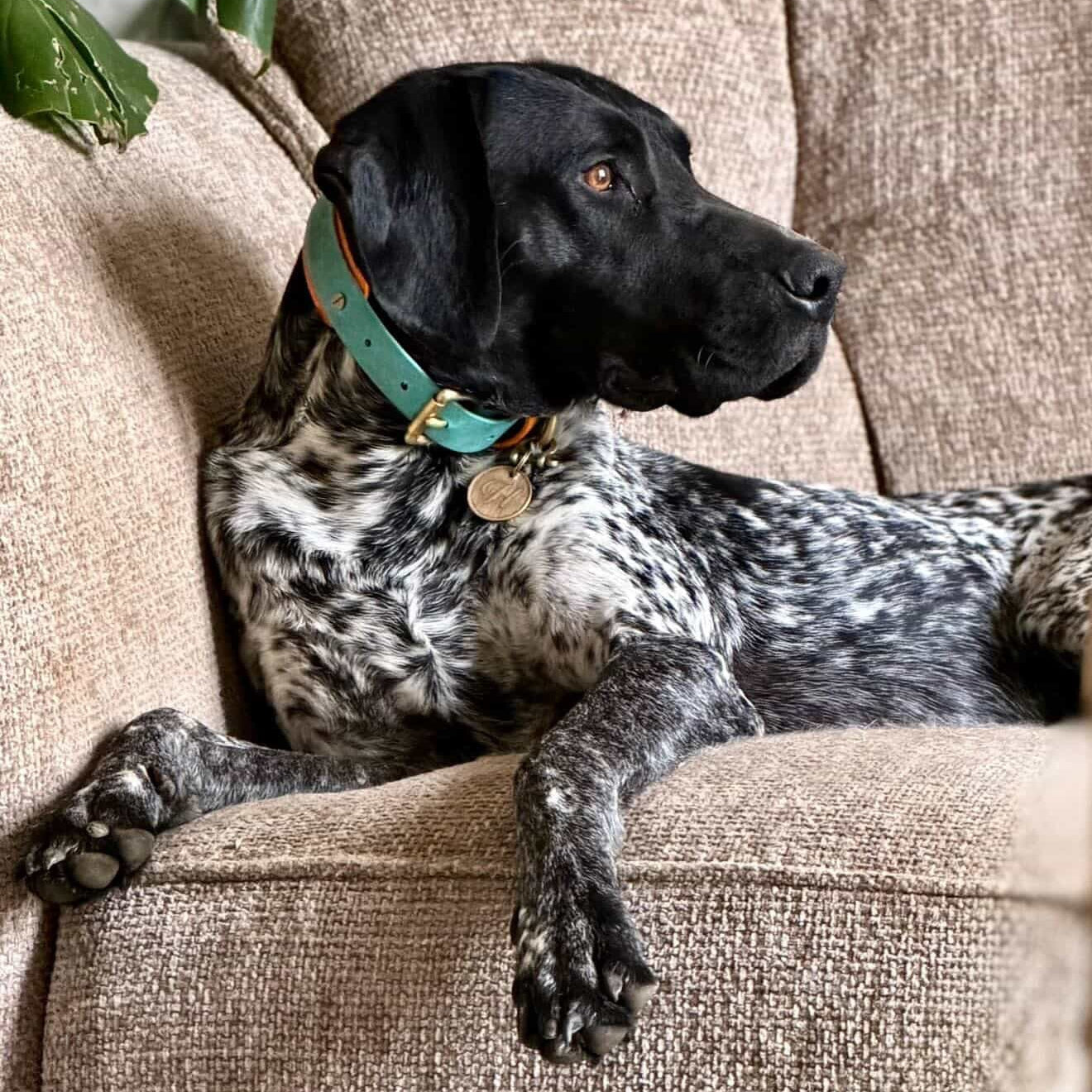 Hendrix BioThane® Hound Style Collar