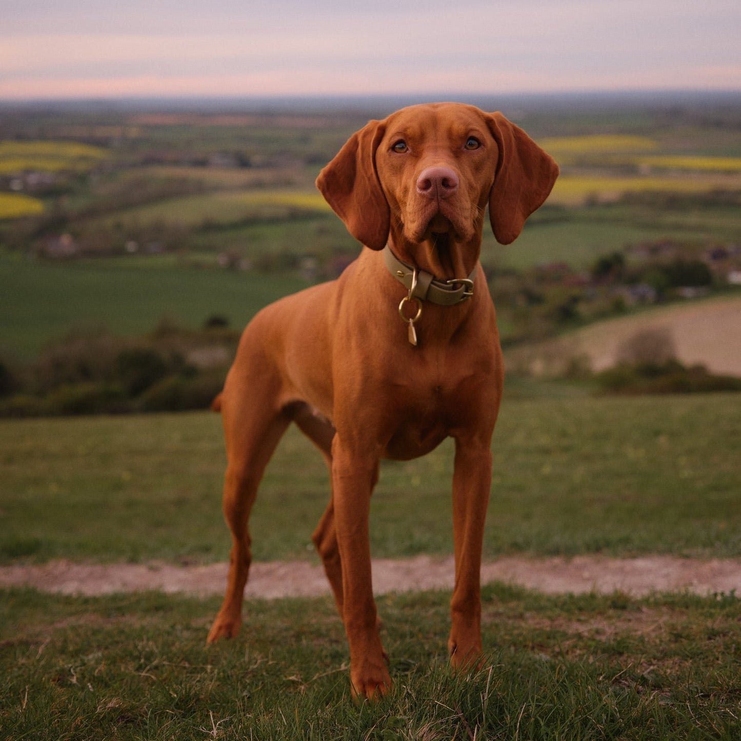 Khaki BioThane® Collar