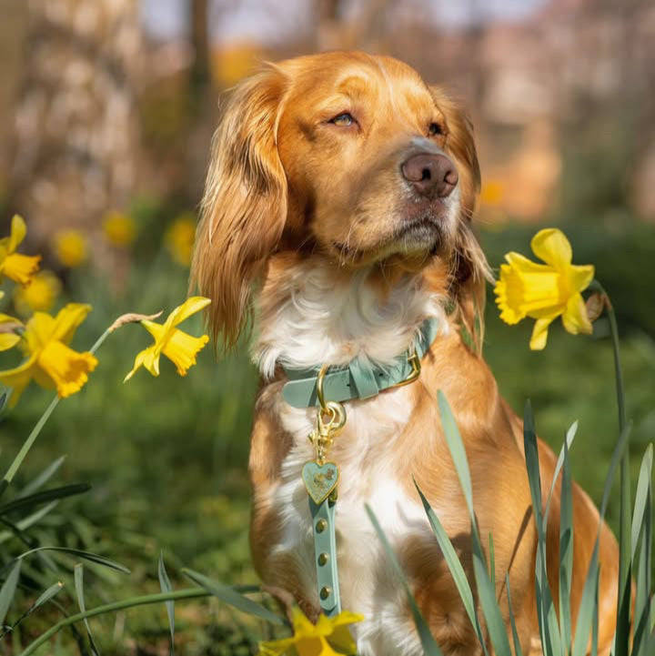 Sage Green BioThane® Collar
