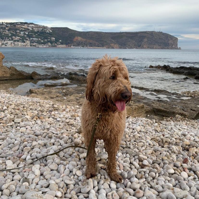 BioThane® 10 Metre Long Line Lead