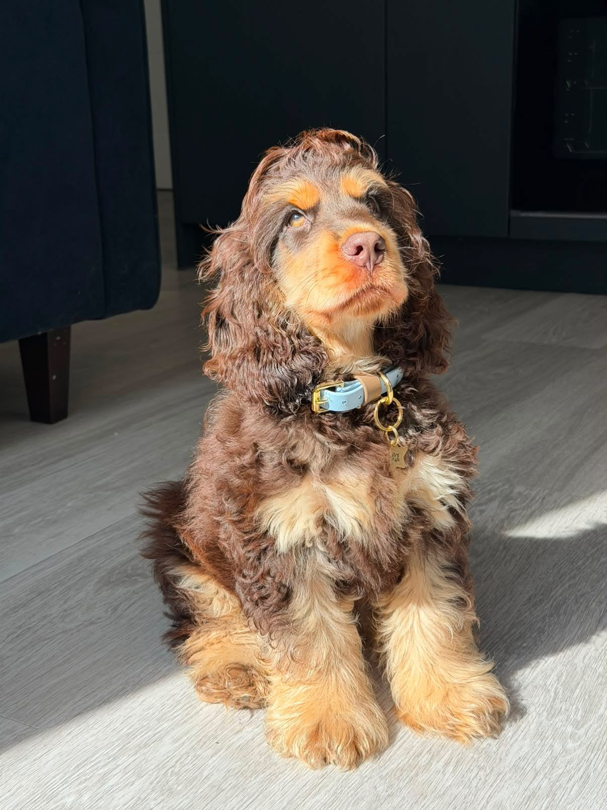 Brighton Otis Colourblock BioThane® Collar