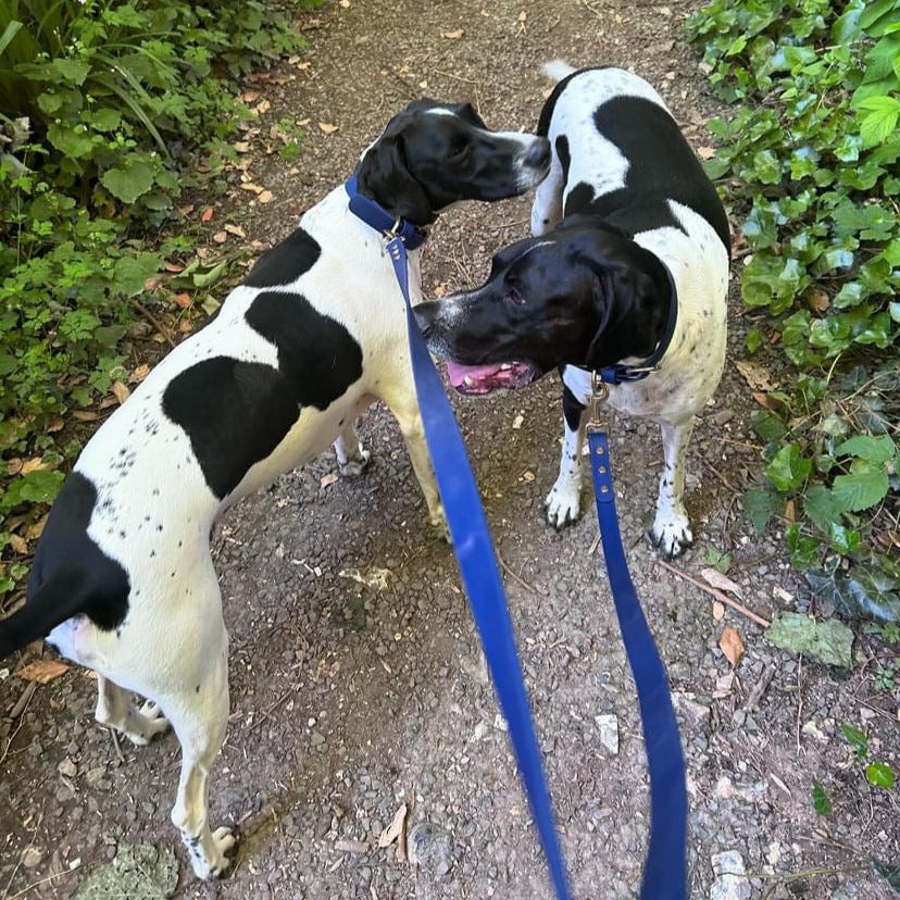 Cobalt Blue BioThane® Lead