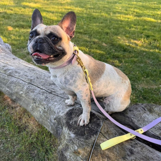 French Bean Colourblock BioThane® Collar