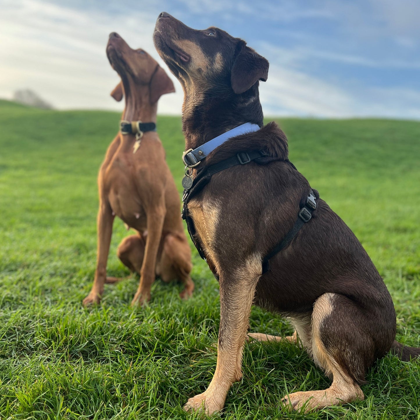 Bluebell BioThane® Collar