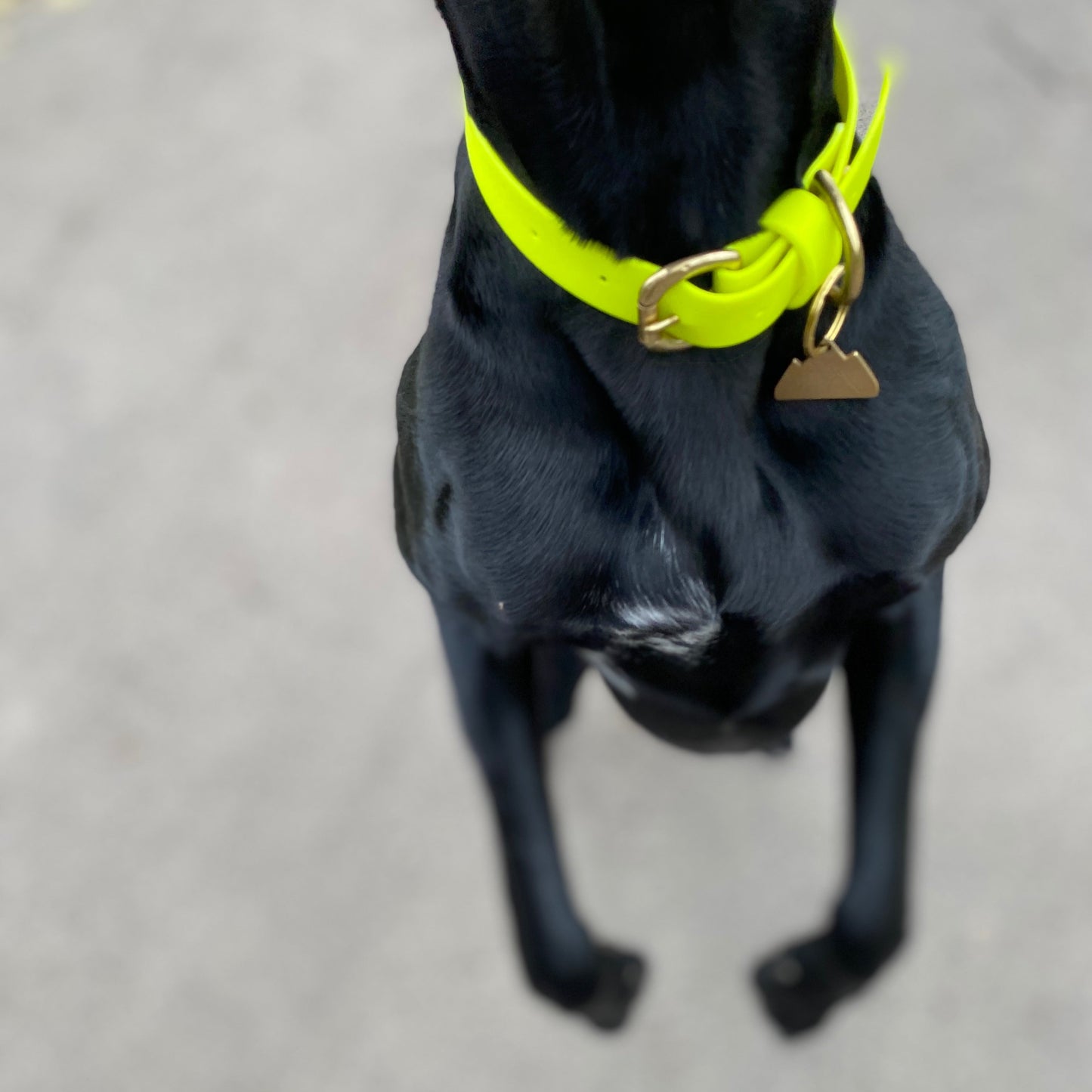 Neon Yellow BioThane® Collar