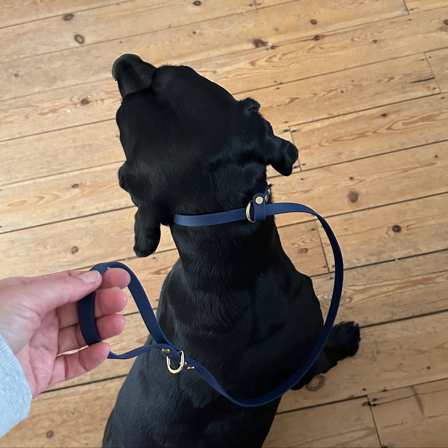 BioThane® 12mm Slip Lead