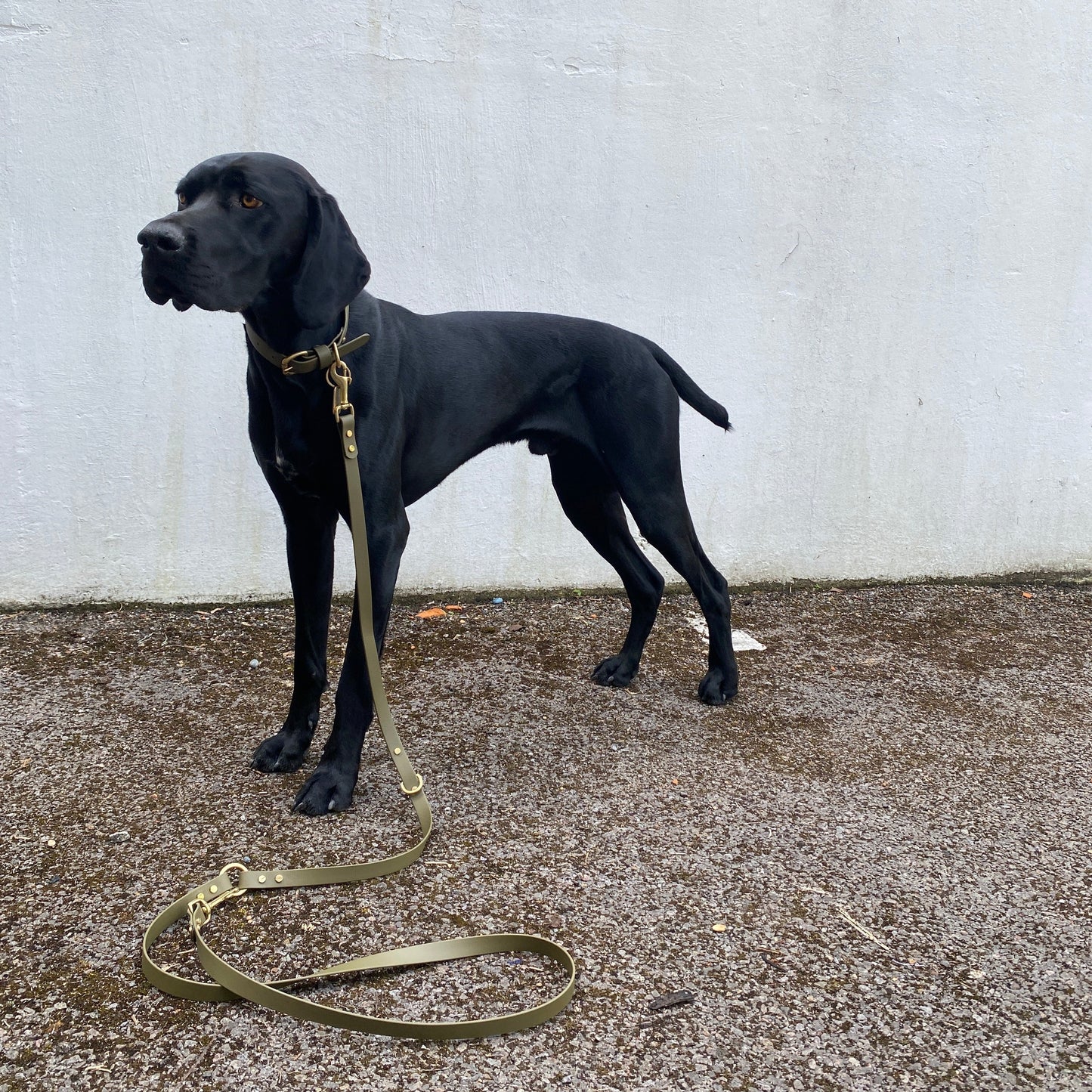 Crossbody Multiway BioThane® Lead