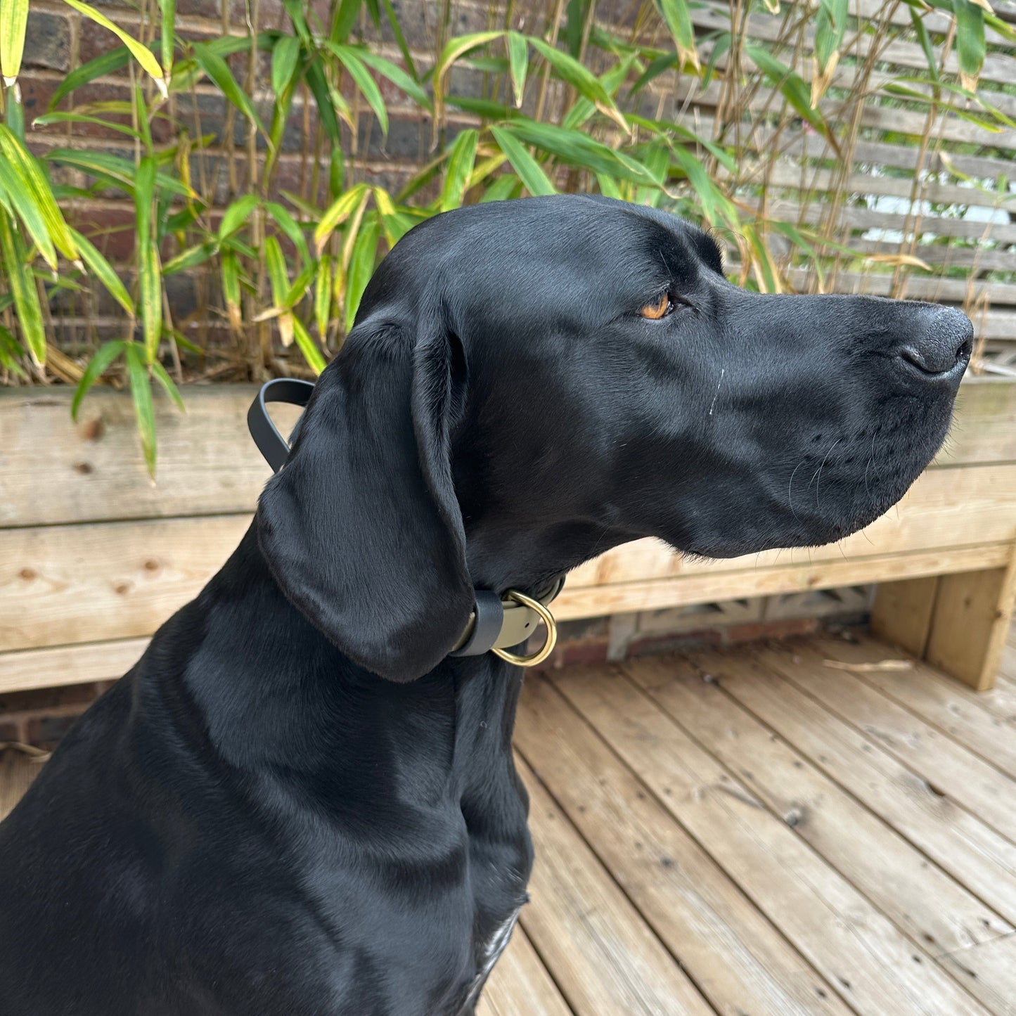 BioThane® Grab Handle Collar