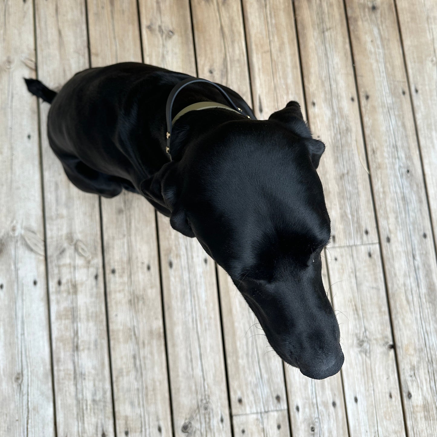 BioThane® Grab Handle Collar