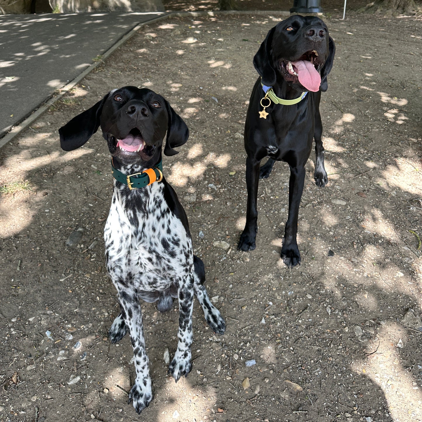 Storm BioThane® Hound Style Collar
