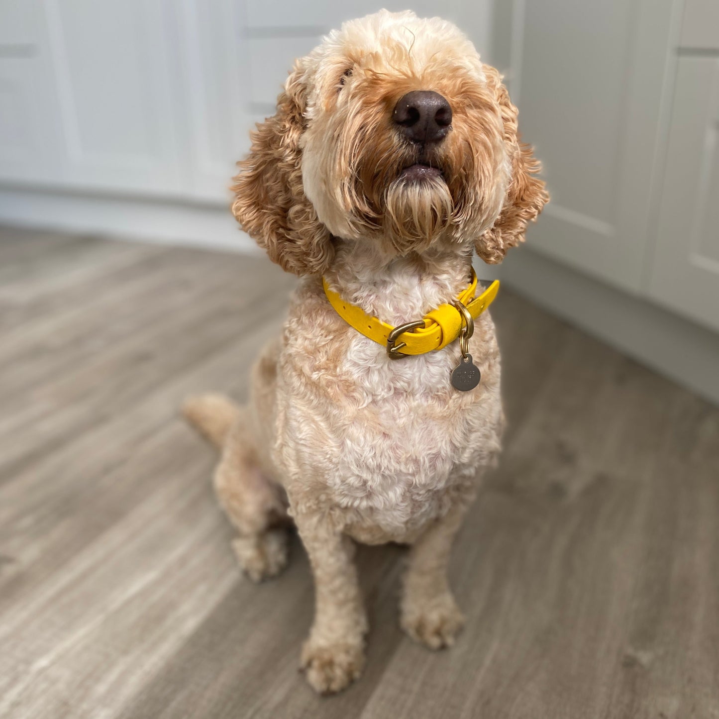 Sunflower BioThane® Collar
