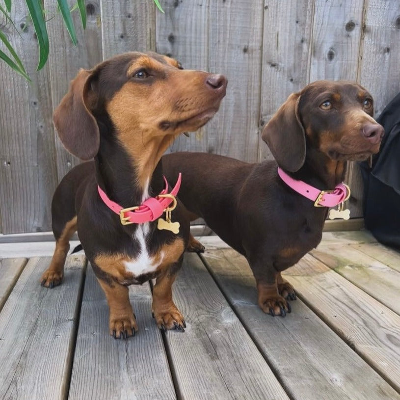 Coral BioThane® Collar