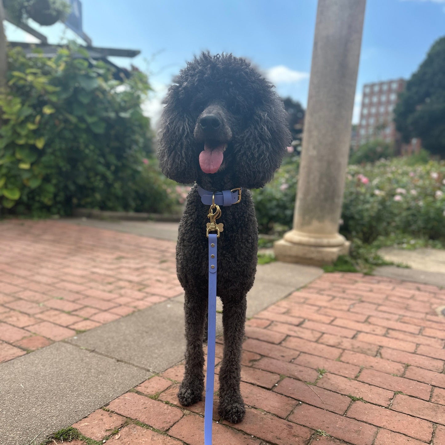 Bluebell BioThane® Collar