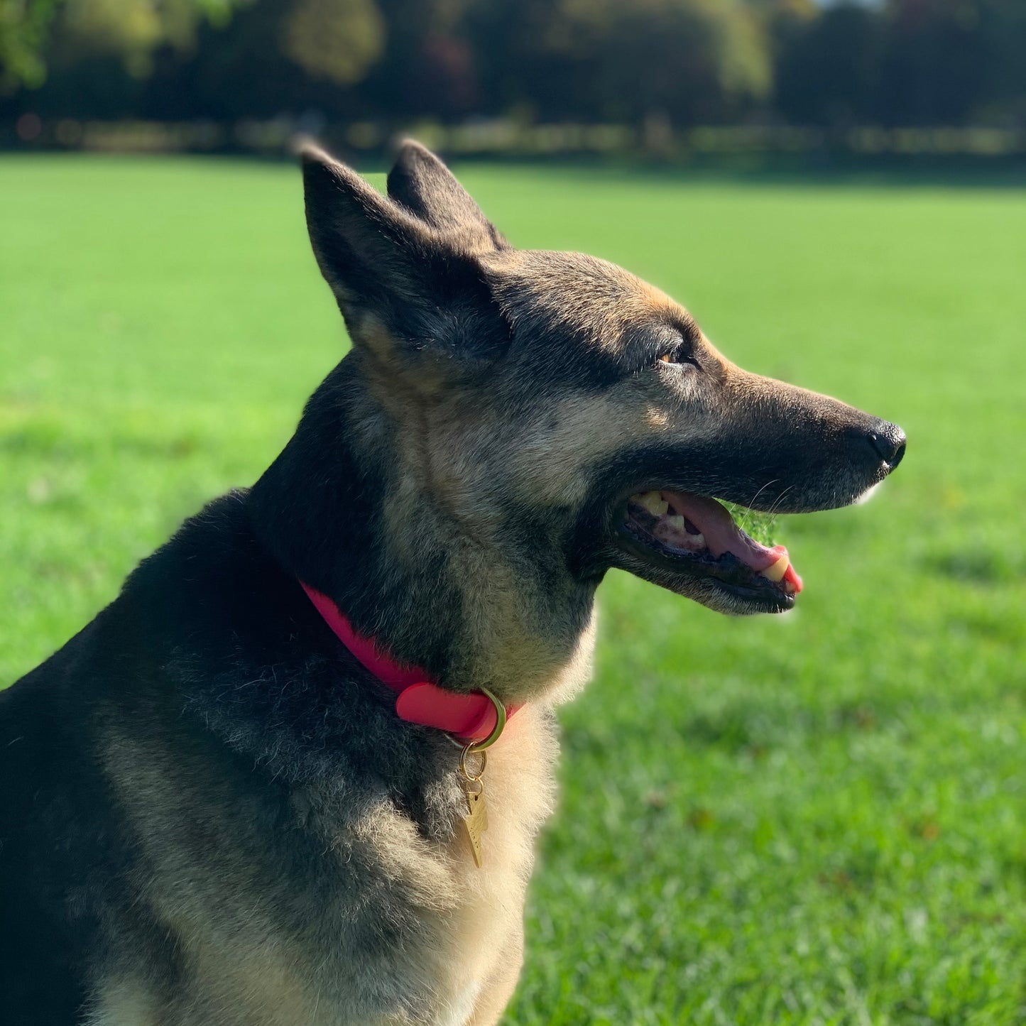 Neon Pink BioThane® Collar
