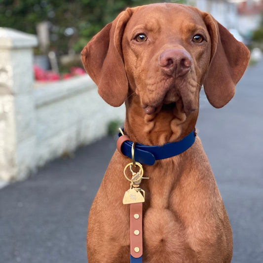 Buddy Colourband BioThane® Collar