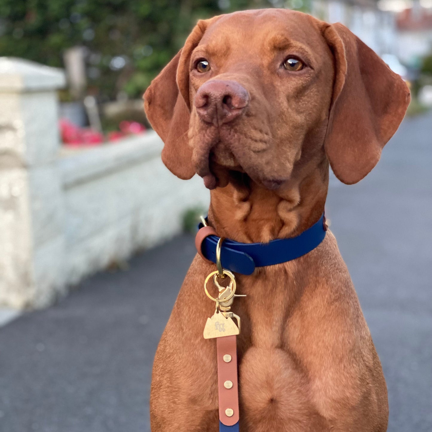 Buddy Colourband BioThane® Collar