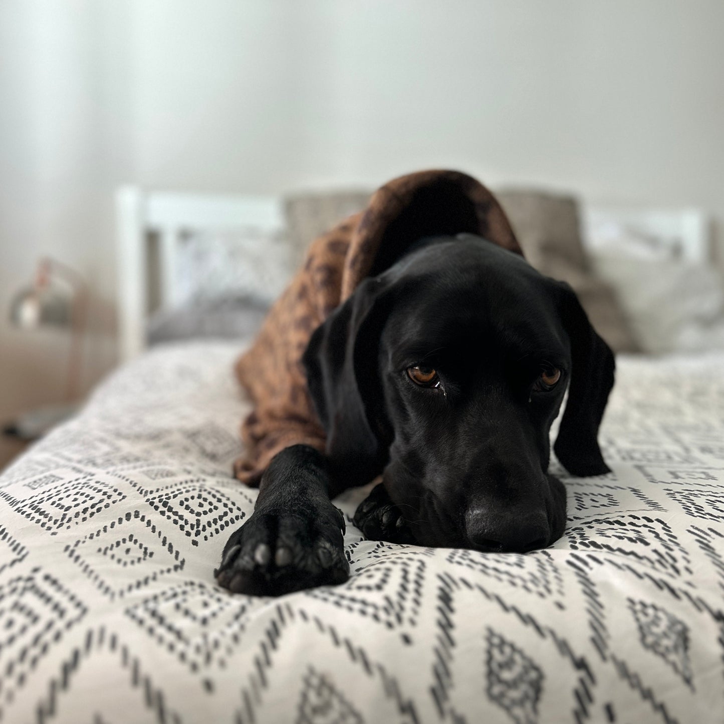 Leopard Print Fleece Dog Onesie