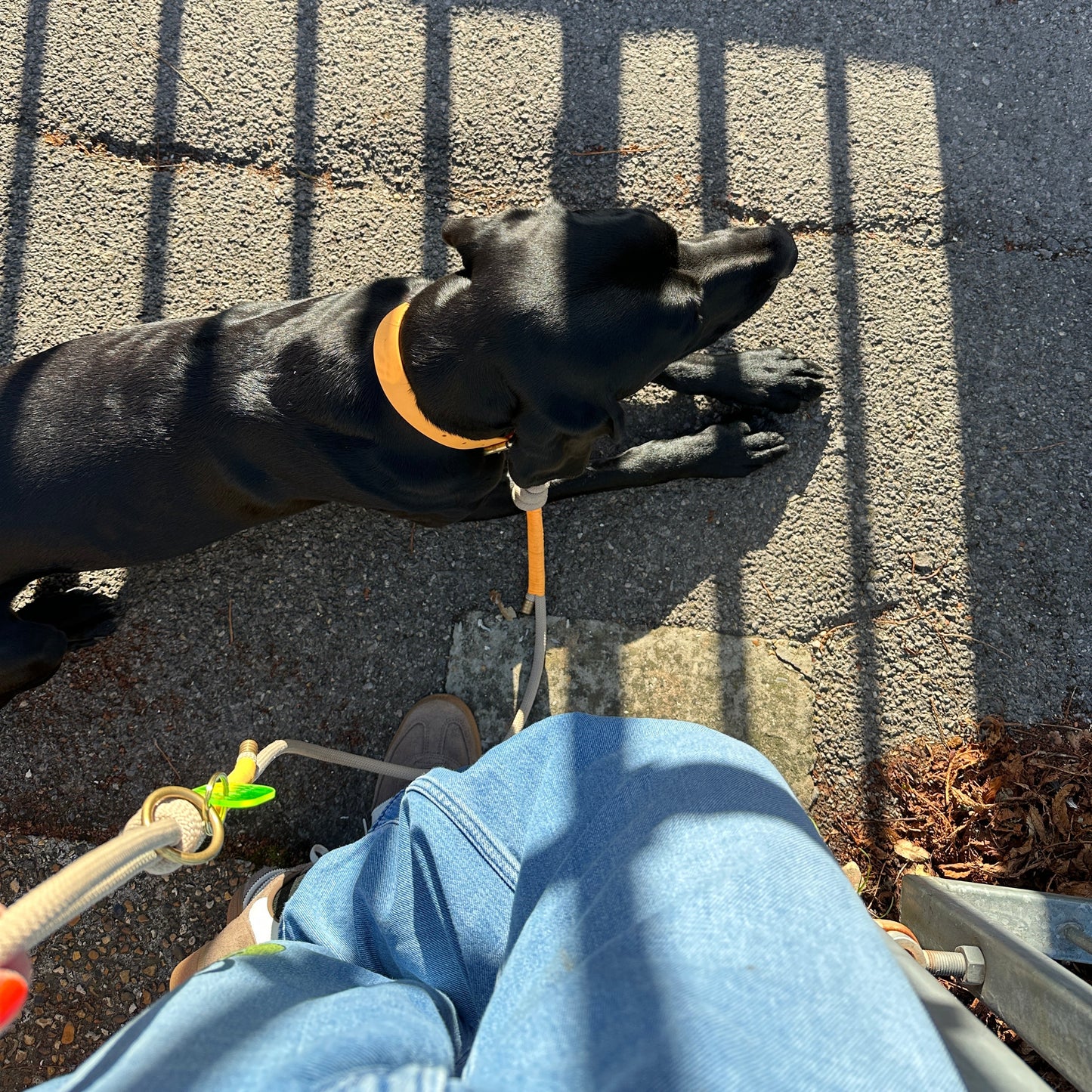 Rope Parti Dog Wear Lead