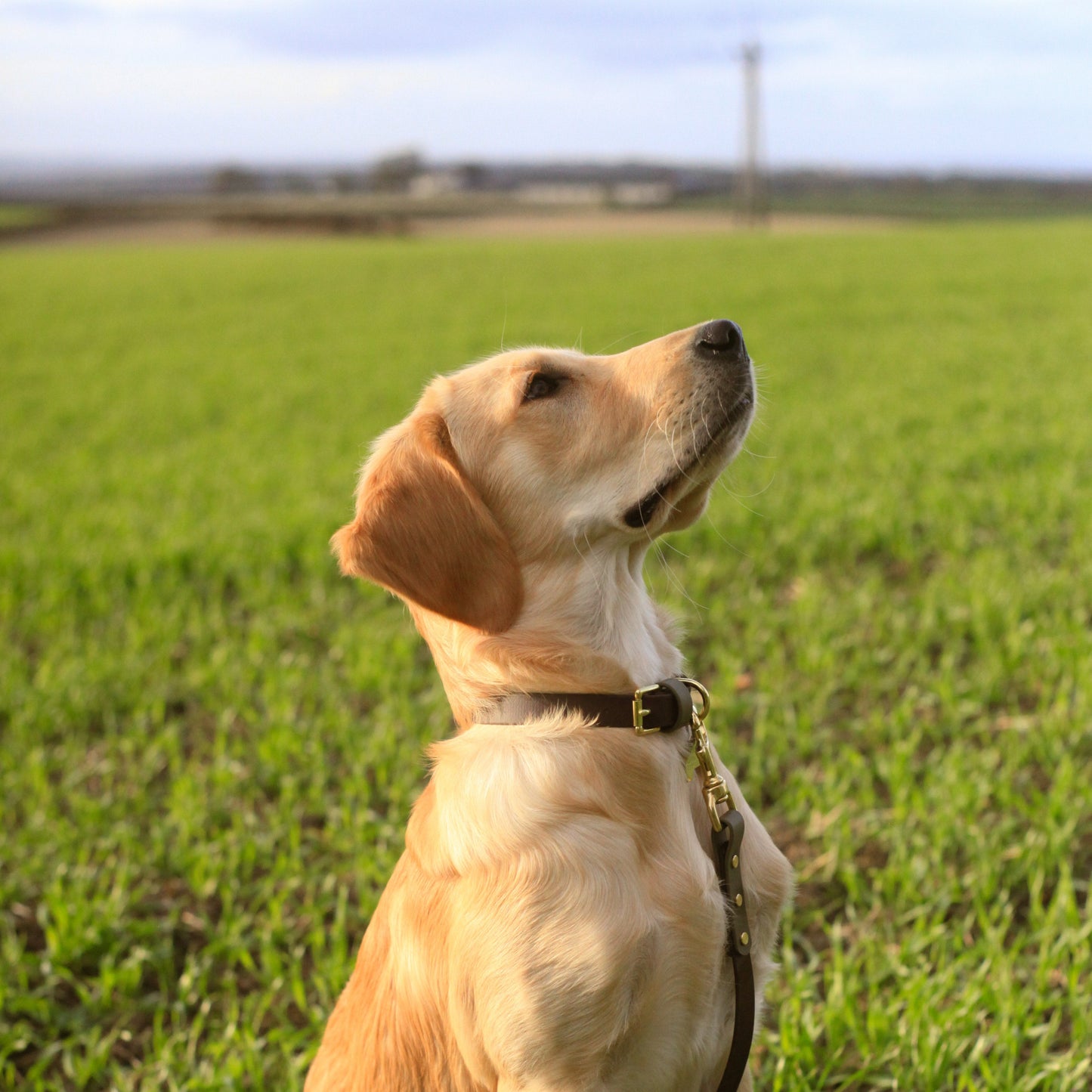 Milo Colourblock BioThane® Collar