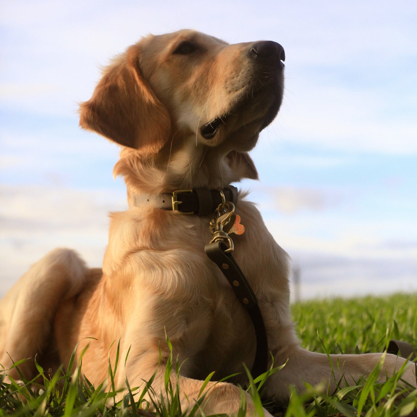 Milo Colourblock BioThane® Collar