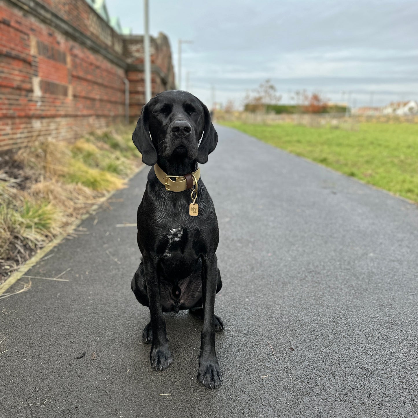Loki Wide 38mm BioThane® Collar