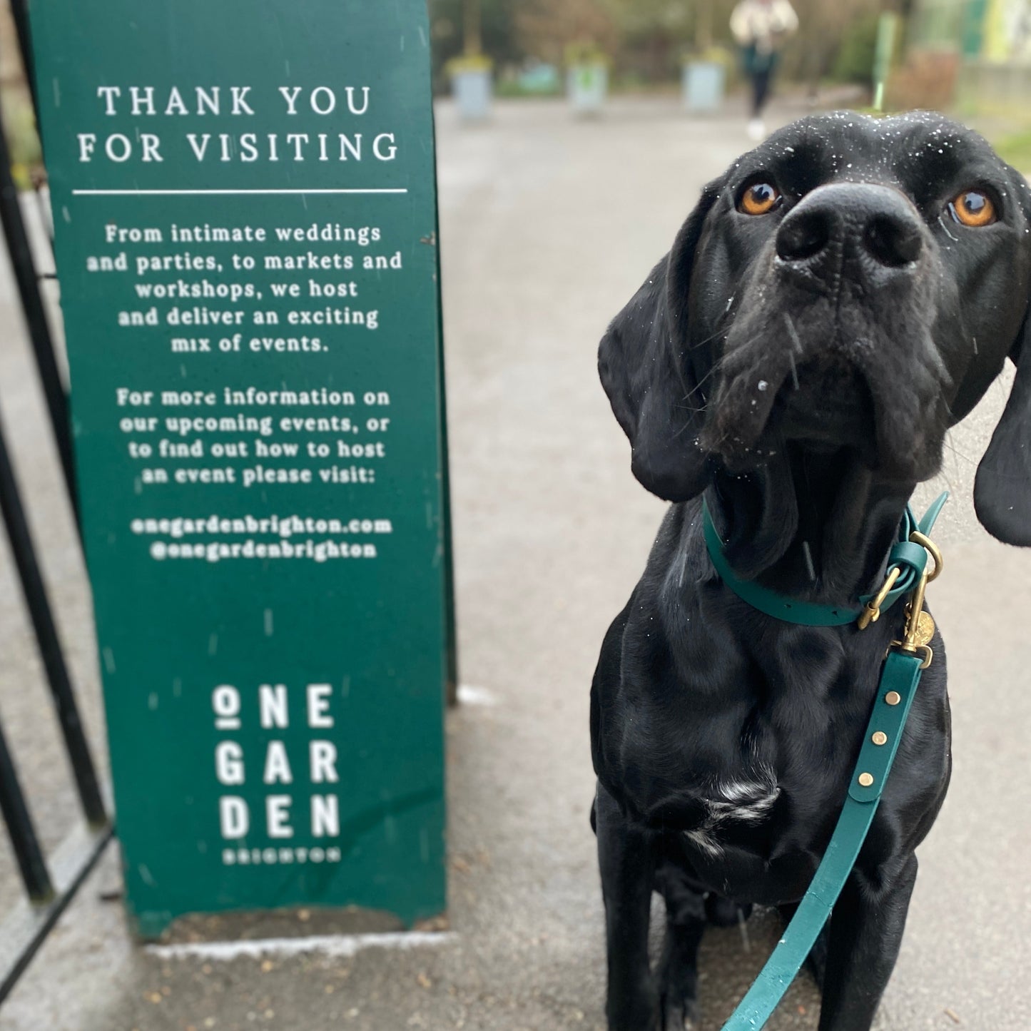 Emerald BioThane® Collar